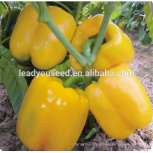 MSP061 Huangfu resistan virus disease yellow sweet pepper seeds f1 hybrid